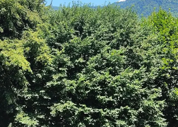 Agreable T2 Au Centre De Luchon Bagnères-de-Luchon